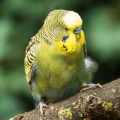 Budgerigar Sounds Apk