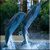 Dolphins Lock Screen Apk