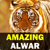 Amazing Alwar Apk