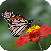 Butterfly Wallpaper 4K Apk