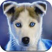 Dog Wallpaper 4K Apk