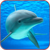 Dolphin Wallpaper HD Apk