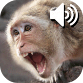 Monkey Sounds Apk