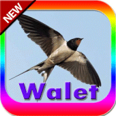 Download Suara Asli Burung Walet Apk