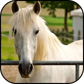 White horses wallpapers Apk