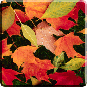 Autumn Leaves Live Wallpaper Apk