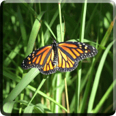 Butterfly Video Live Wallpaper Apk