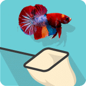 Catch the Betta Apk