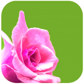 Good Morning Photo Frames Apk