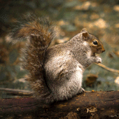 Squirrel Calls Apk