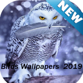 Brids Wallpapers New 2019 Apk