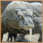 Komodo 8 Chess Engine Apk