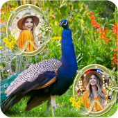 Peacock Dual Photo Frame Apk