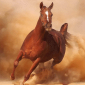 Horse Run Apk