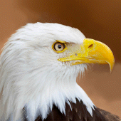 Talking Eagle Flight Apk