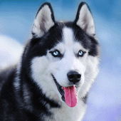 Talking Siberian Husky Apk