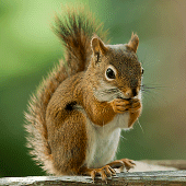 Talking Squirrel Apk