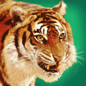 Talking Tiger Apk