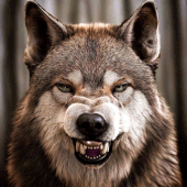 Talking Wolf Apk