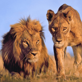 The Great Lion Simulator 2019 Apk