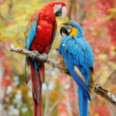 Beauty Birds Live Wallpaper Apk