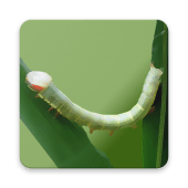 Bamboo Pest ID Apk