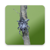 Camellia Pest ID Apk