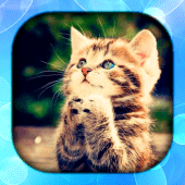 Cat Wallpaper Live HD/3D/4K Apk