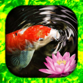 Koi Fish Wallpaper Live HD/3D Apk