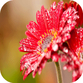 Flower wallpapers Apk