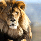 Lion Wallpapers HD Apk