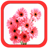 All Flowers Photo Frames Apk