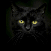 Black cats Live Wallpaper Apk