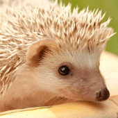 Hedgehogs Live Wallpaper Apk