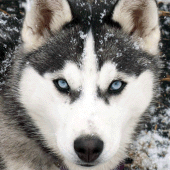 Husky live wallpaper Apk