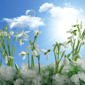 Snowdrops Live Wallpaper HD Apk