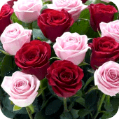 Rose Wallpaper , Rose Images Apk