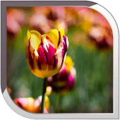 Spring Nature Live Wallpaper Apk