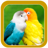 Beautiful Birds Wallpapers Apk