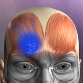 Muscle Trigger Point Anatomy Apk