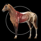 Horse Anatomy: Equine 3D Apk