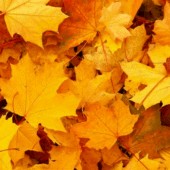 Autumn Wallpapers Apk