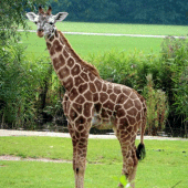 Giraffe wallpapers Apk