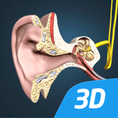 The mechanism of hearing 3D Apk