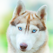 Siberian Husky Wallpaper Apk