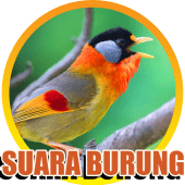 100+ Kumpulan Suara Burung Kicau Lengkap Apk