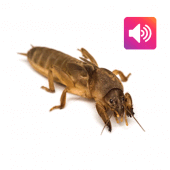 Mole cricket: Sound,Ringtone Apk