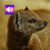 Mongoose Sound & Ringtones Apk