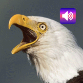 Bald Eagle: Sounds & Ringtones Apk