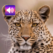 Leopard: Sounds & Ringtones Apk